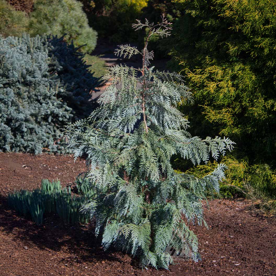 Blue Korean Arborvitae Tree - Image 2
