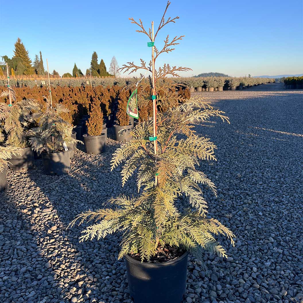 Blue Korean Arborvitae Tree - Image 3