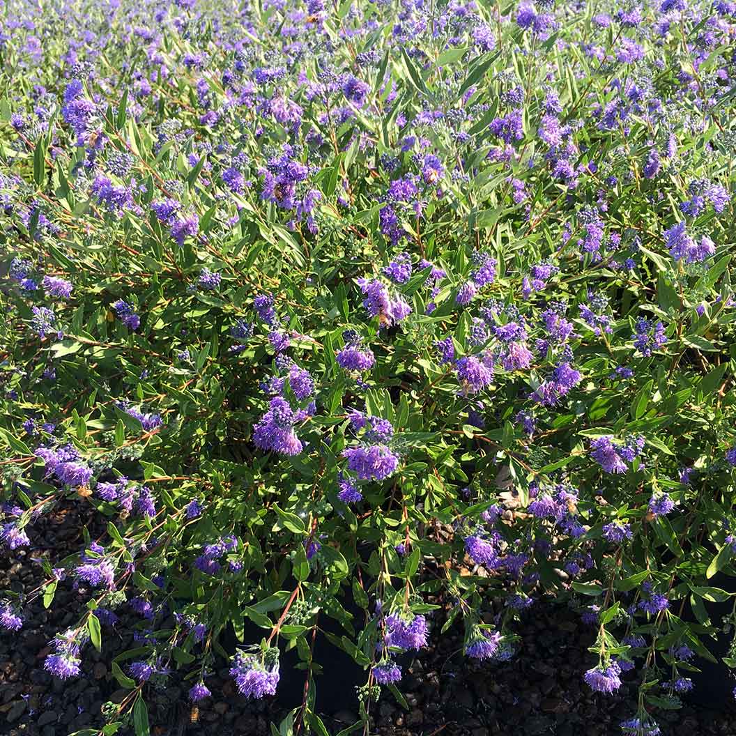 Blue Mist Bluebeard Shrub - Image 3