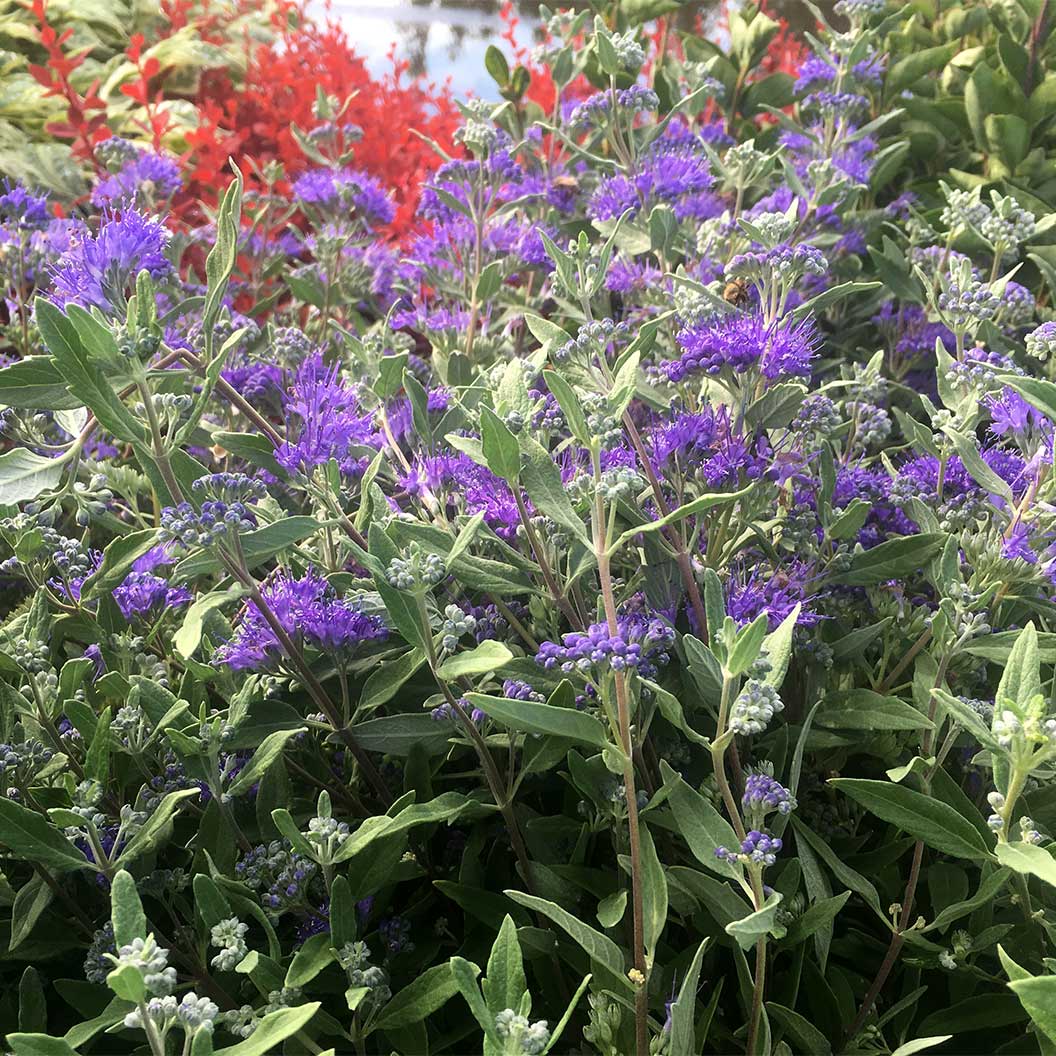 Blue Mist Bluebeard Shrub - Image 4