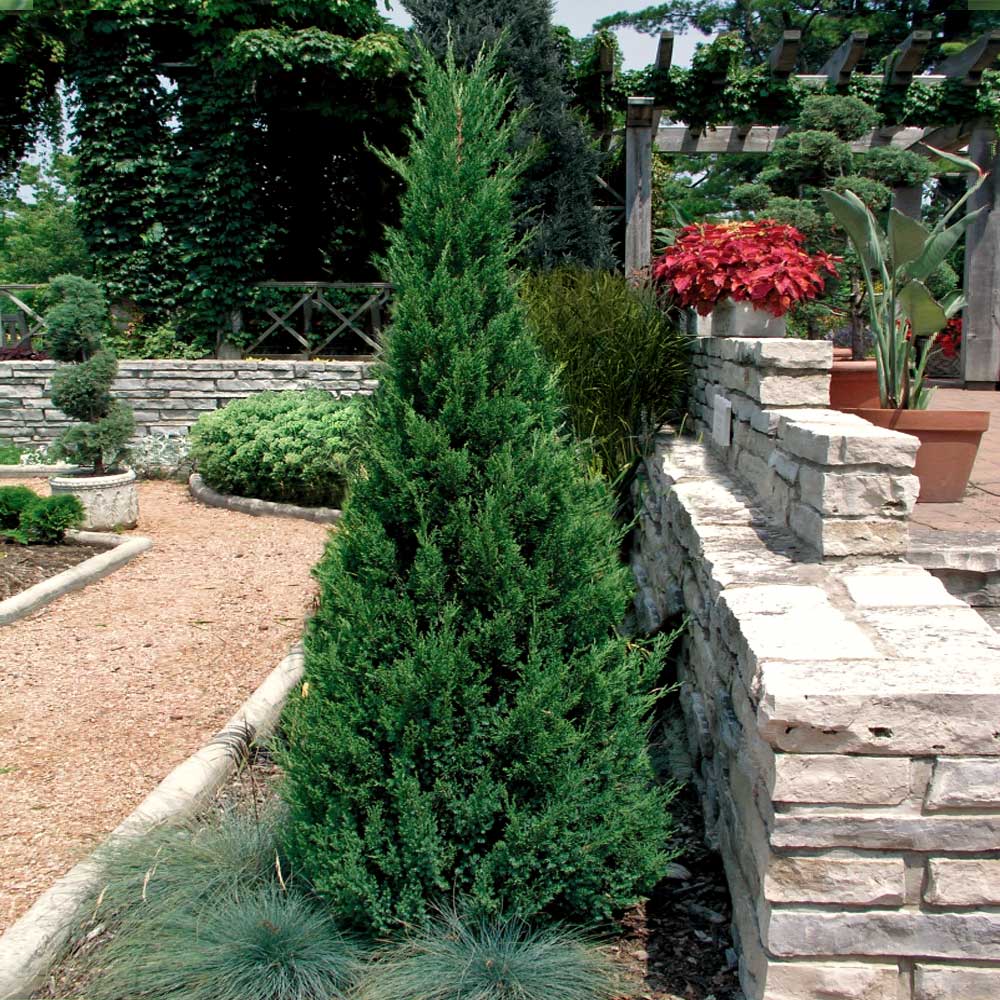 Southern Living® Blue Point Juniper - Image 3