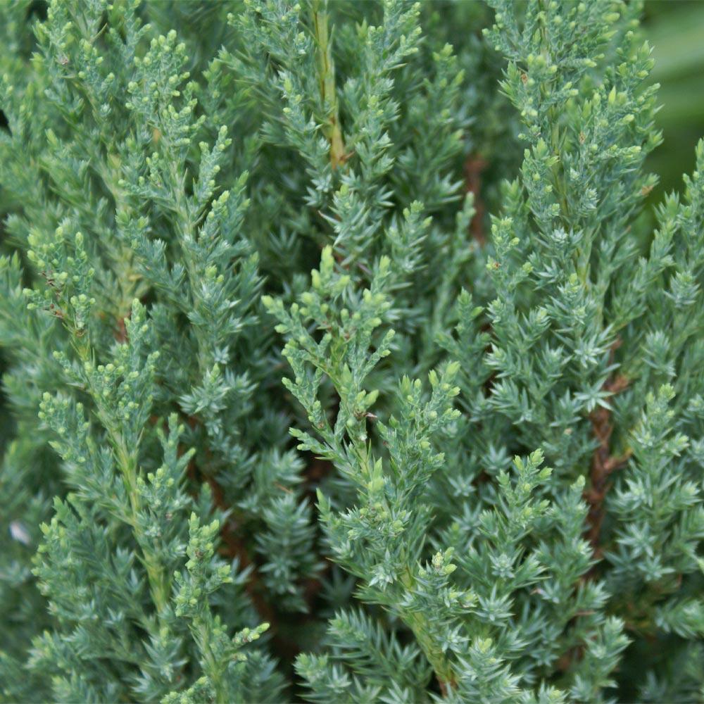 Southern Living® Blue Point Juniper - Image 4
