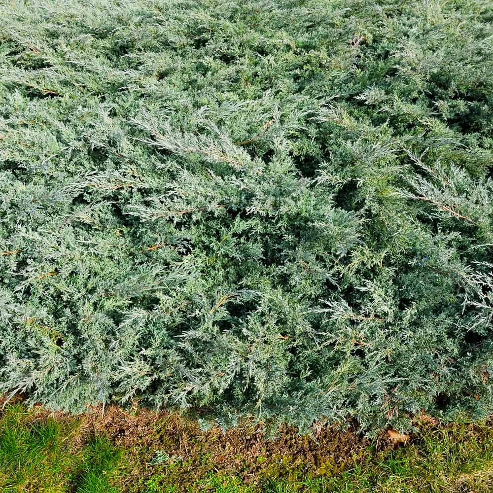 Blue Rug Juniper Groundcover - Image 3
