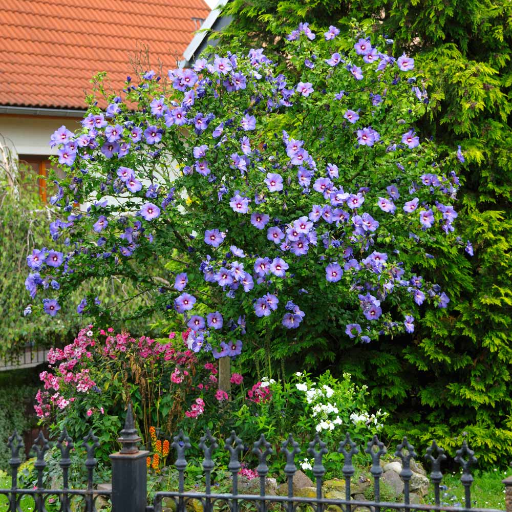 Azurri Blue Satin® Rose of Sharon Althea Tree - Image 3