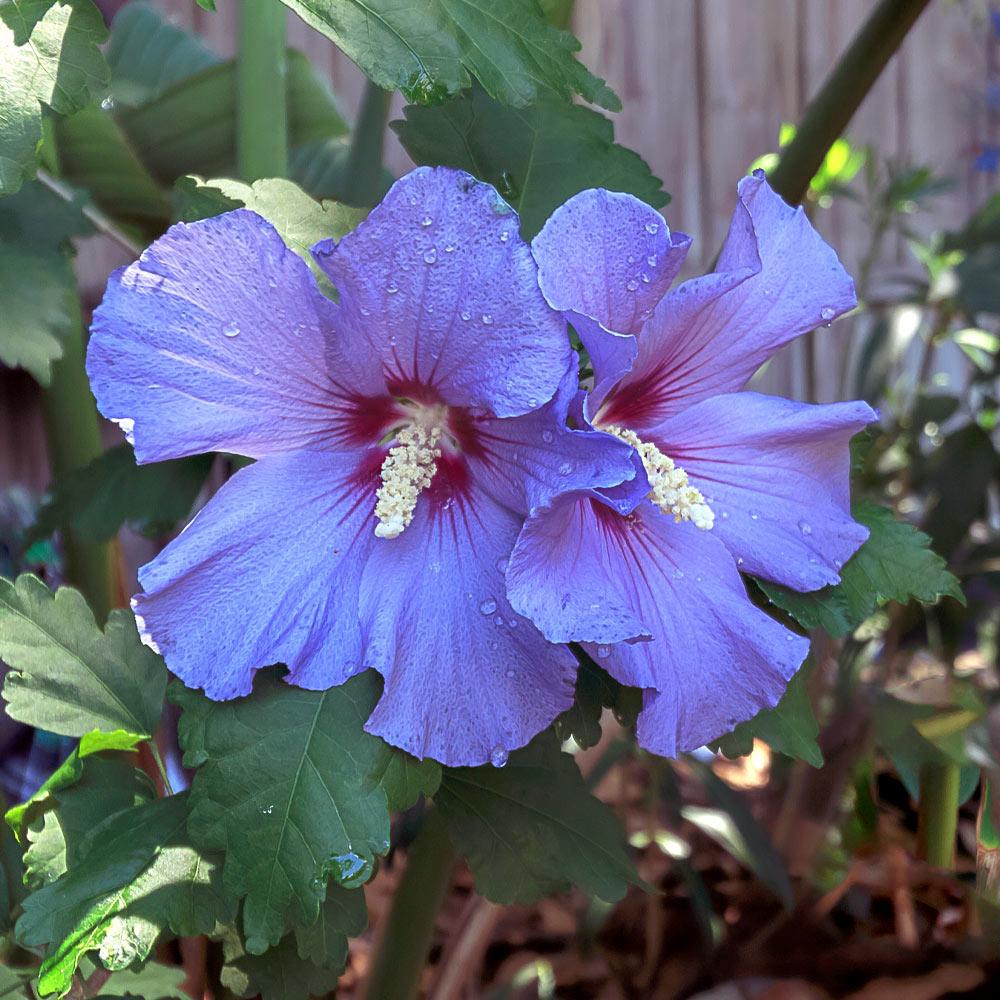 Azurri Blue Satin® Rose of Sharon Althea Tree - Image 4