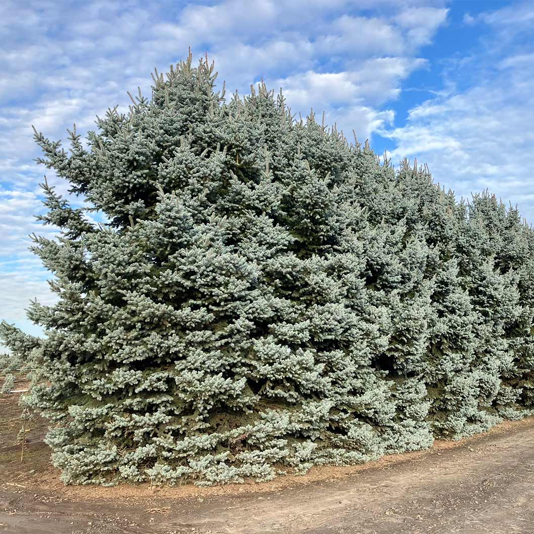 Blue Waves Colorado Spruce Tree - Image 2