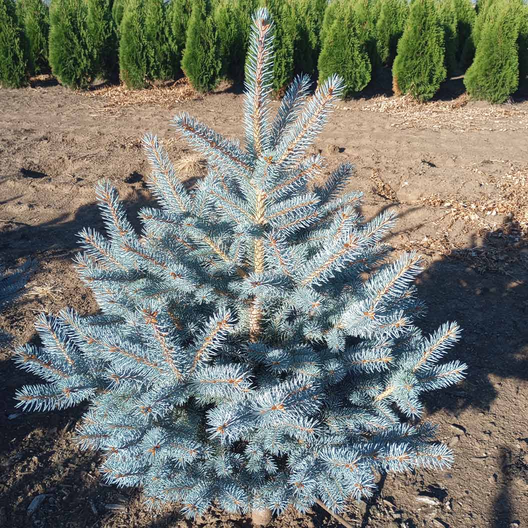 Blue Waves Colorado Spruce Tree - Image 3