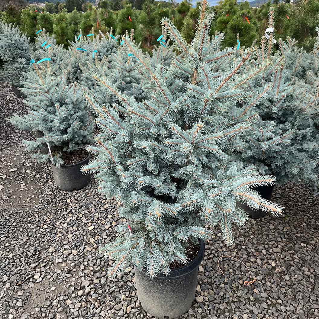 Blue Waves Colorado Spruce Tree - Image 4
