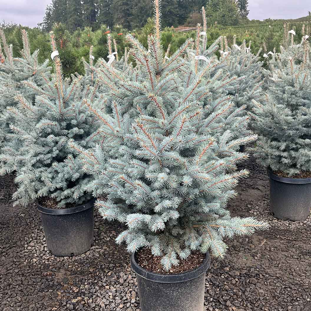 Blue Waves Colorado Spruce Tree - Image 5