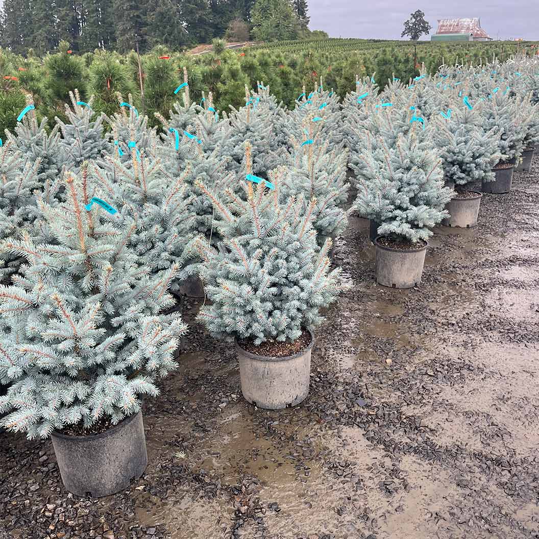 Blue Waves Colorado Spruce Tree - Image 6