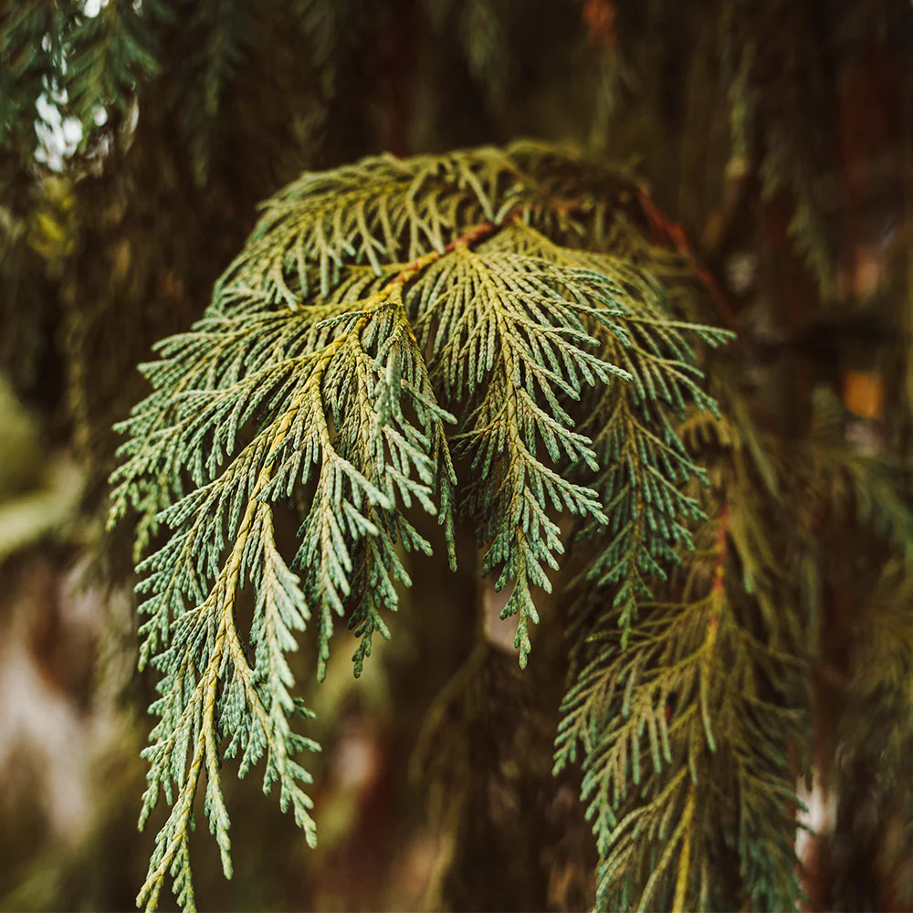 Blue Weeping Alaskan Cedar - Image 3