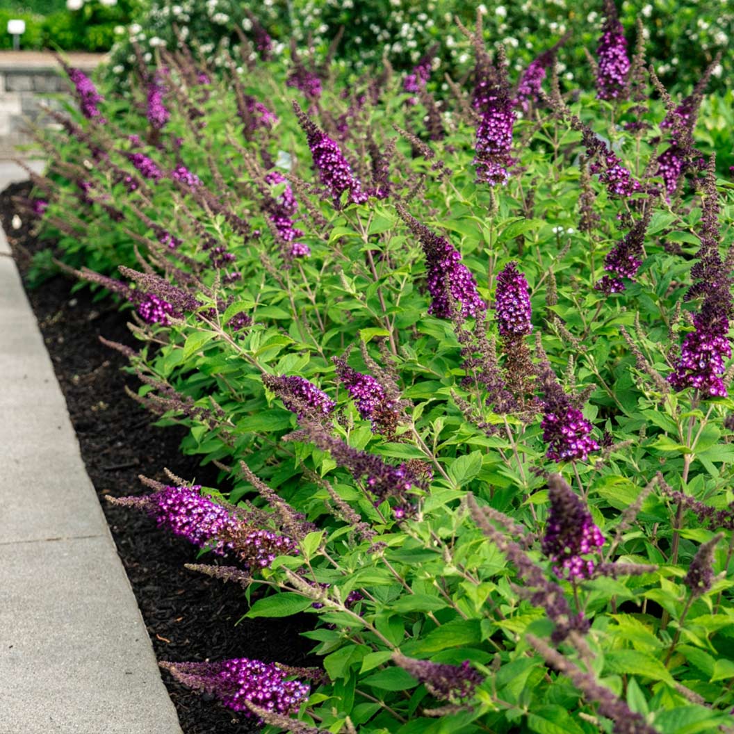 Blueberry Pie Butterfly Bush - Image 3