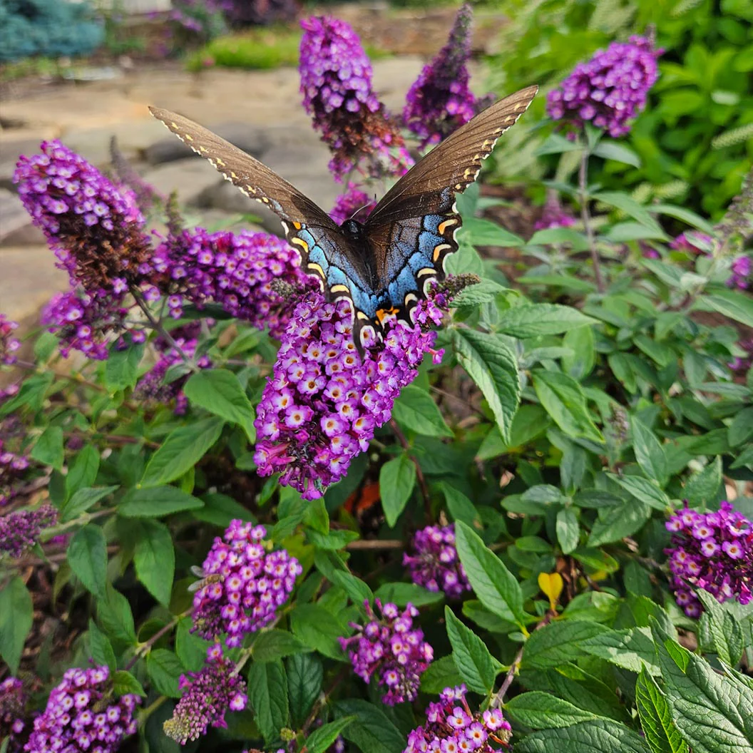 Blueberry Pie Butterfly Bush - Image 4