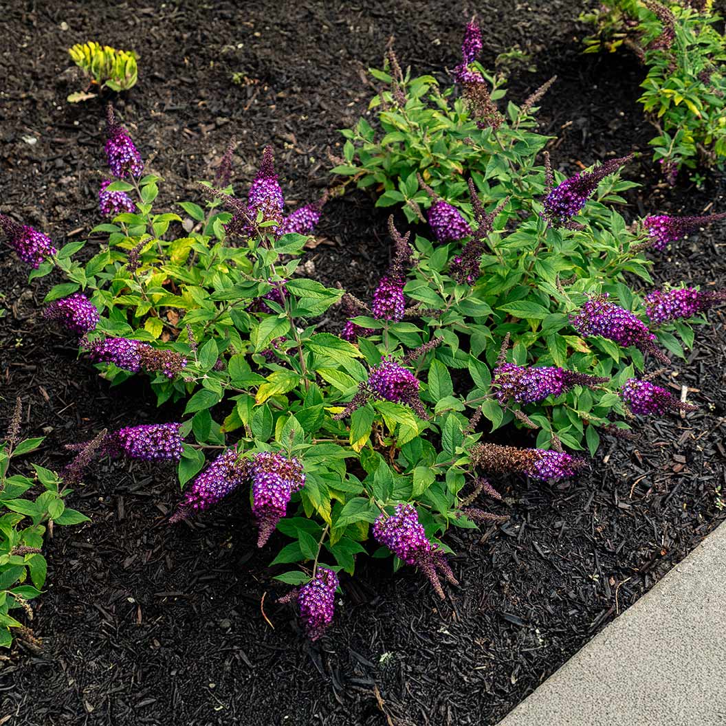 Blueberry Pie Butterfly Bush - Image 5