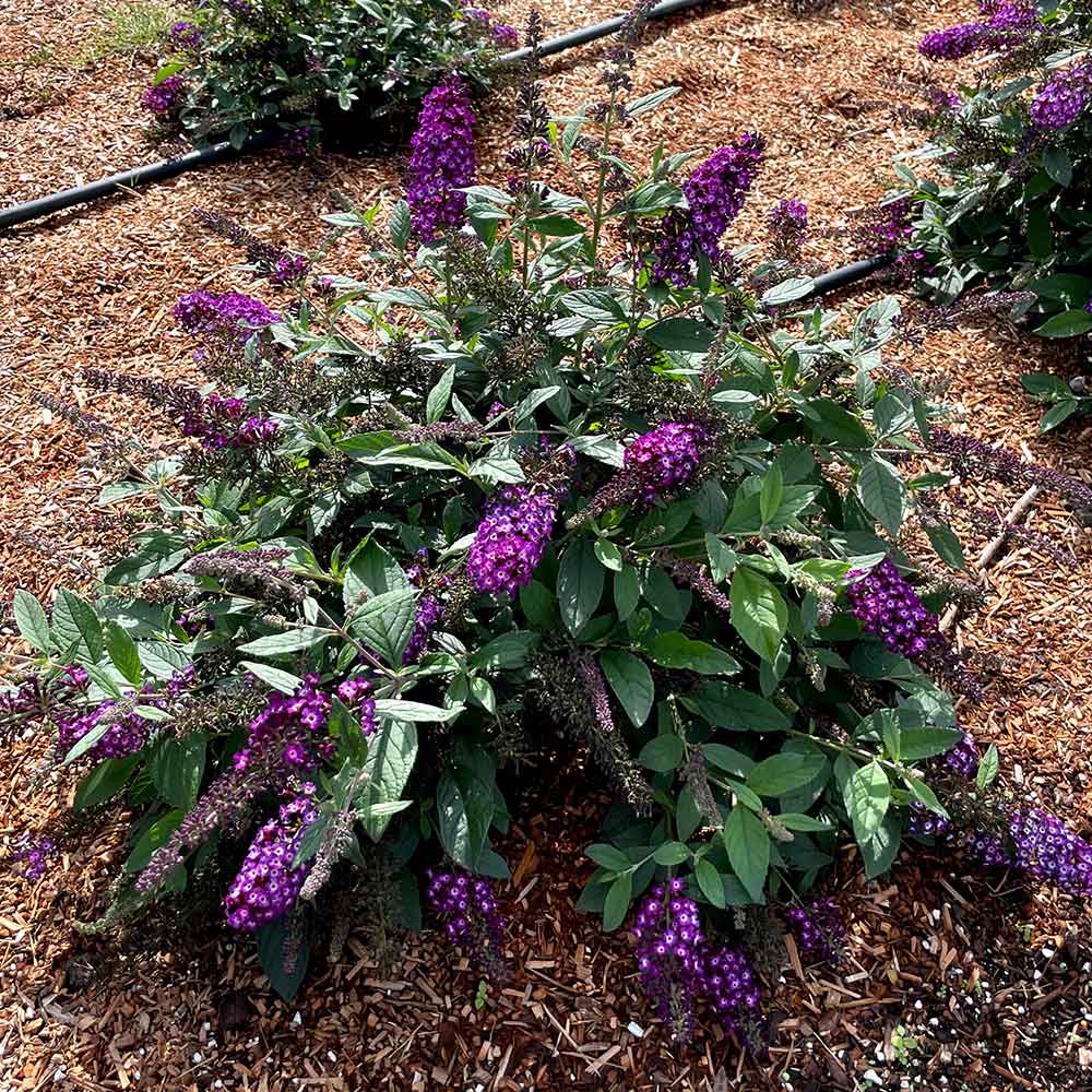 Blueberry Pie Butterfly Bush - Image 6