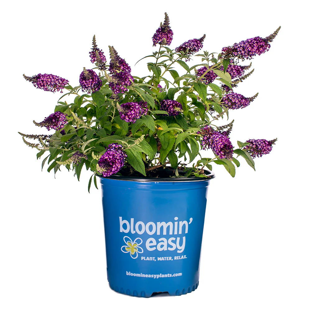 Blueberry Pie Butterfly Bush - Image 7
