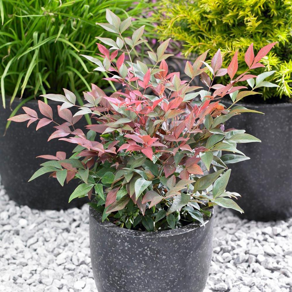 Southern Living® Blush Pink™ Nandina Shrub - Image 3