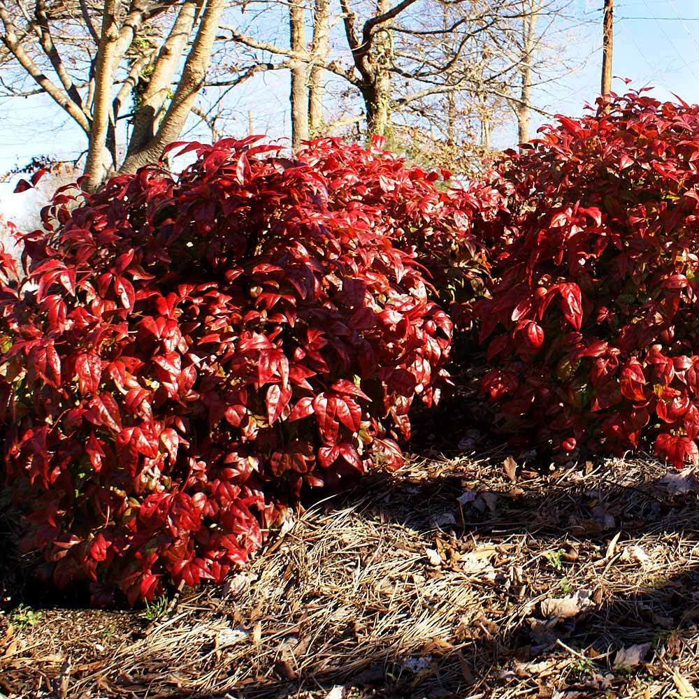 Southern Living® Blush Pink™ Nandina Shrub - Image 4