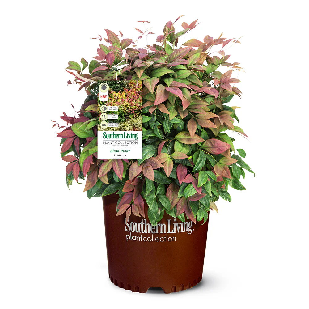 Southern Living® Blush Pink™ Nandina Shrub - Image 5