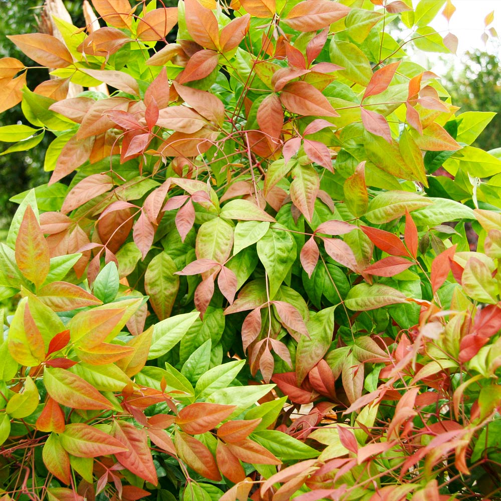 Southern Living® Blush Pink™ Nandina Shrub - Image 6