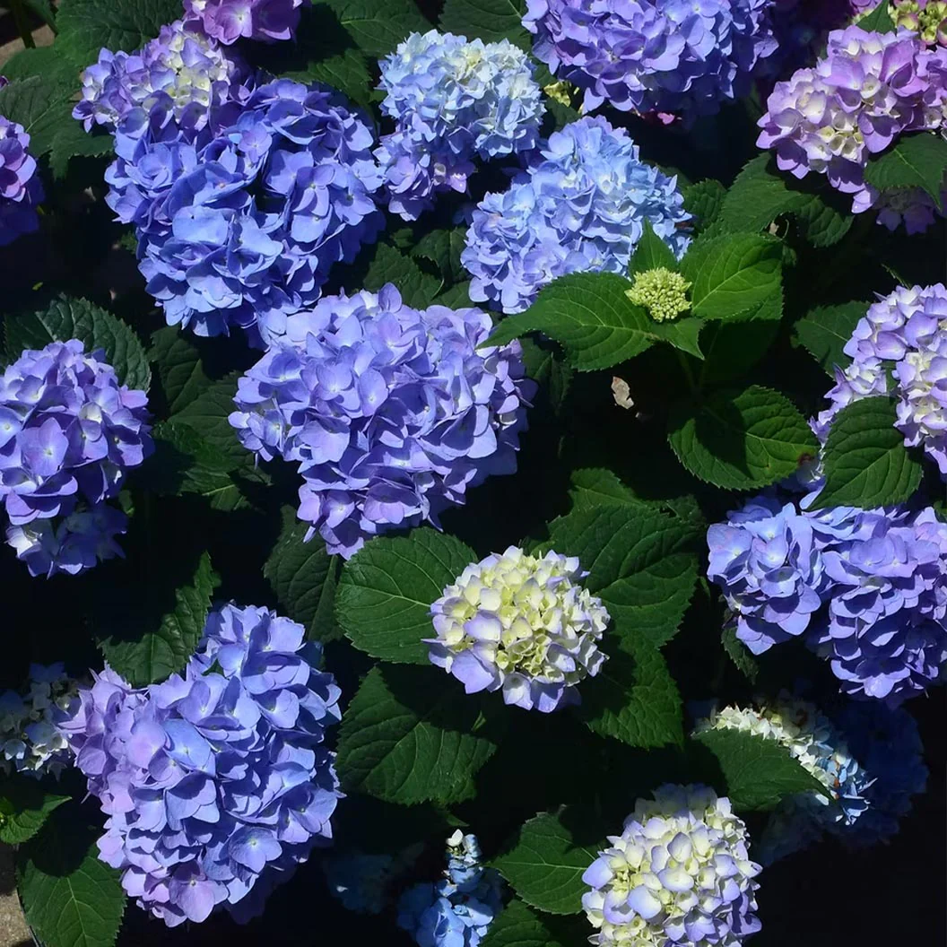 Garden District Blushing Blues™  Hydrangea Bush - Image 2