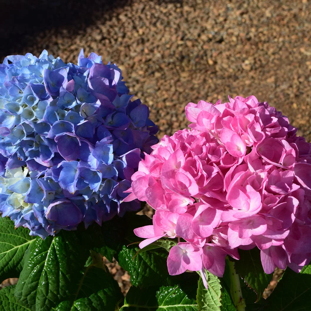 Garden District Blushing Blues™  Hydrangea Bush - Image 3