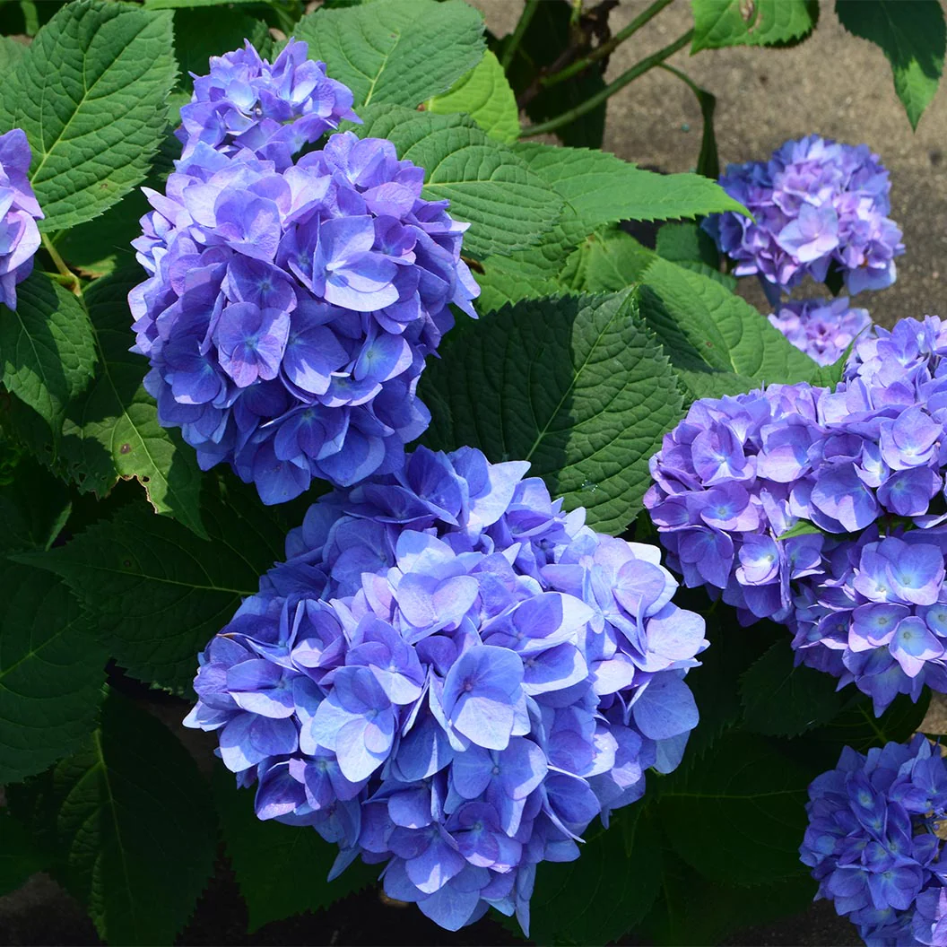Garden District Blushing Blues™  Hydrangea Bush - Image 4