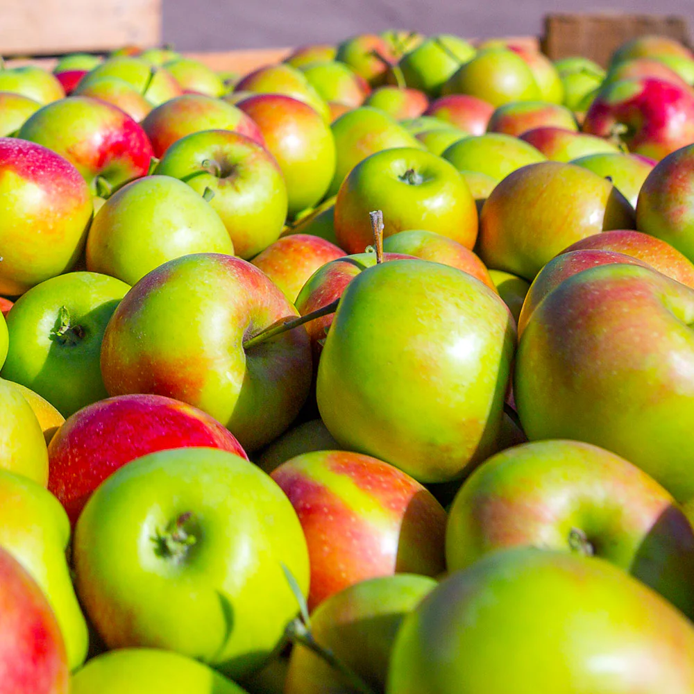 Fruit Snacks® Blushing Delight™ Columnar Apple Tree - Image 3