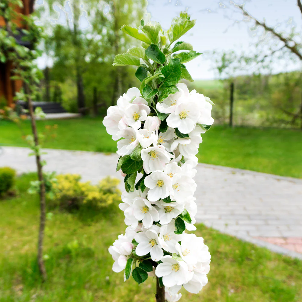 Fruit Snacks® Blushing Delight™ Columnar Apple Tree - Image 4