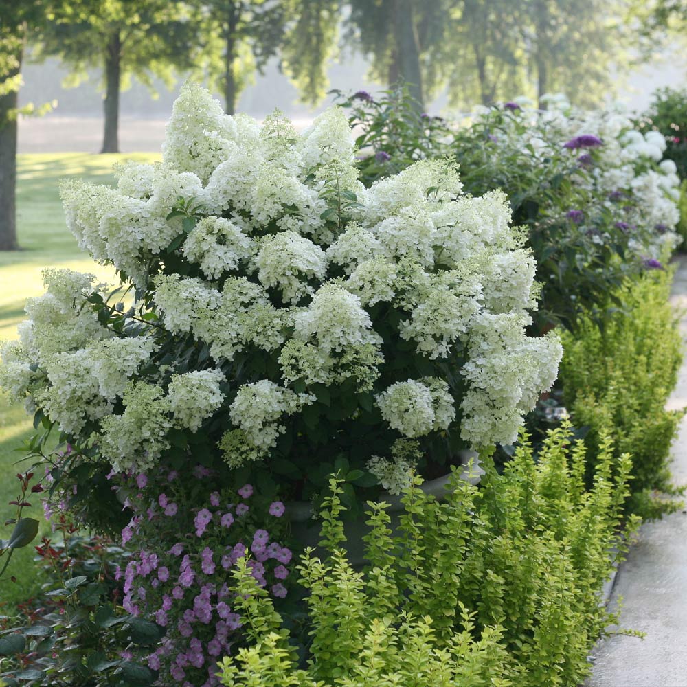 Proven Winners® Bobo® Hydrangea Shrub - Image 3