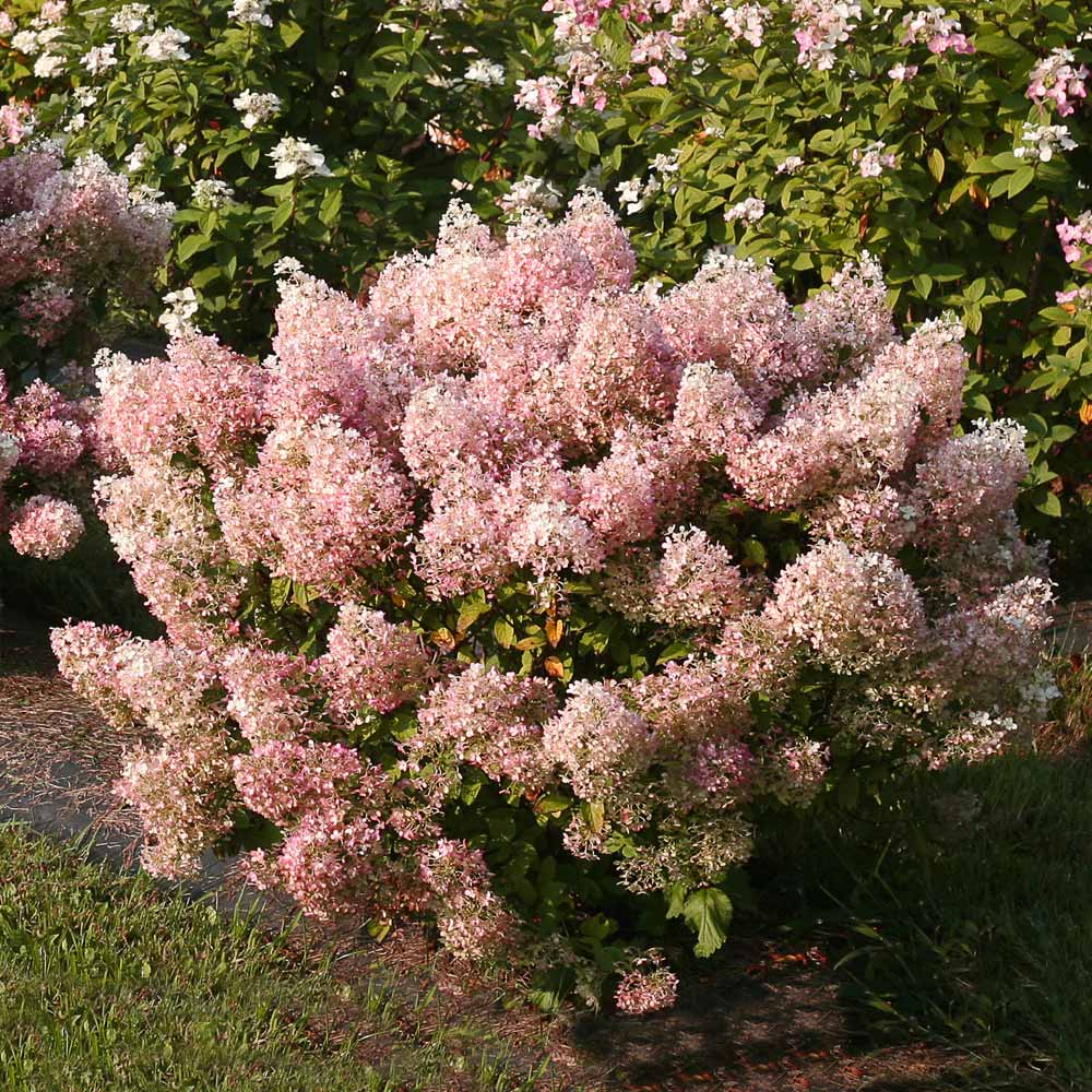 Proven Winners® Bobo® Hydrangea Shrub - Image 4