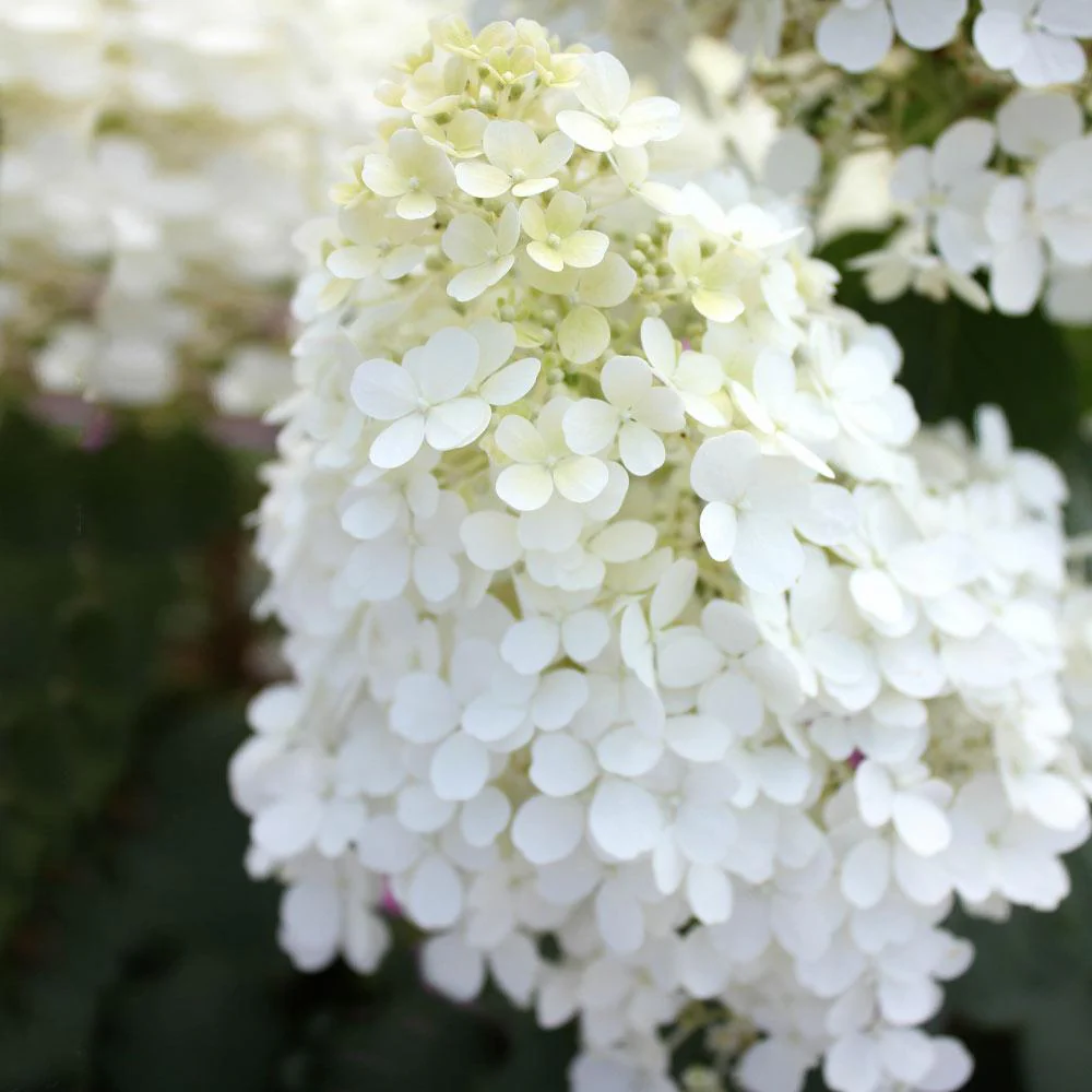 Proven Winners® Bobo® Hydrangea Shrub - Image 5