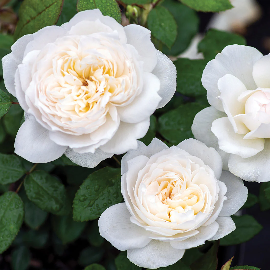 Bloomables® Bolero Rose - Image 2