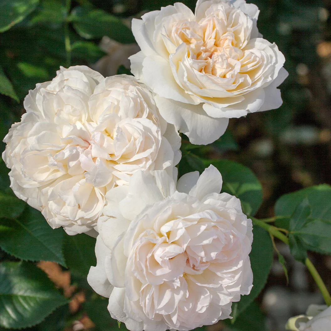 Bloomables® Bolero Rose - Image 3