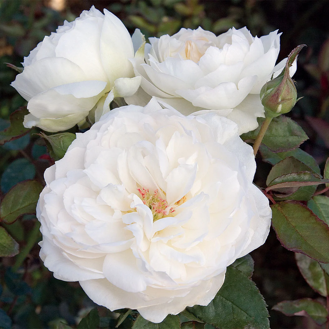 Bloomables® Bolero Rose - Image 4