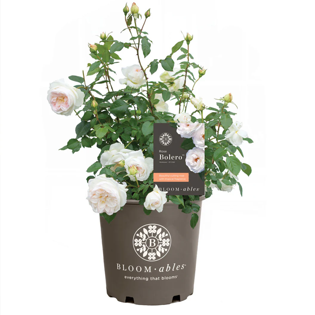 Bloomables® Bolero Rose - Image 5