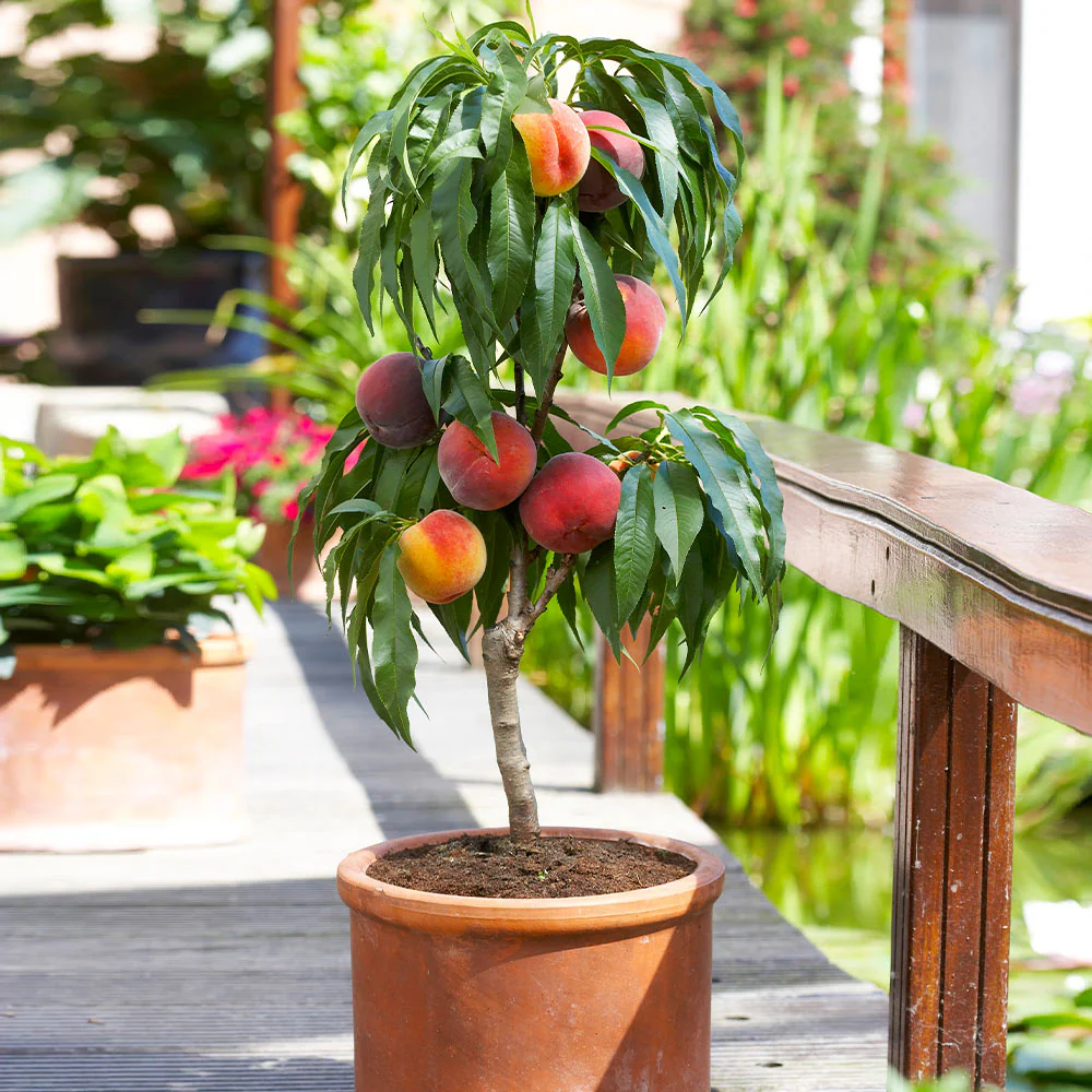 Bonanza Patio Peach Tree - Image 2