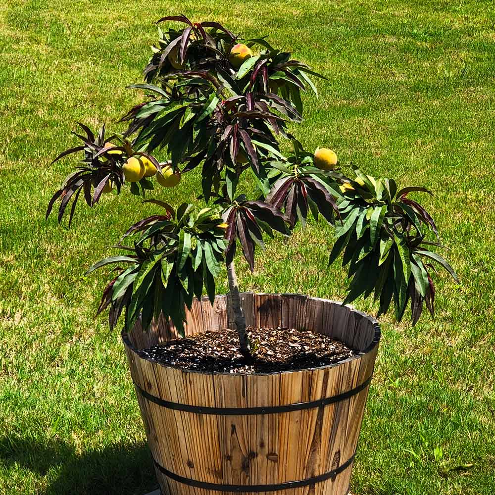 Bonfire Patio Peach Tree - Image 3
