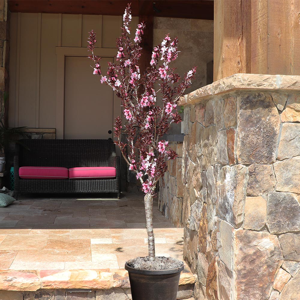 Bonfire Patio Peach Tree - Image 4