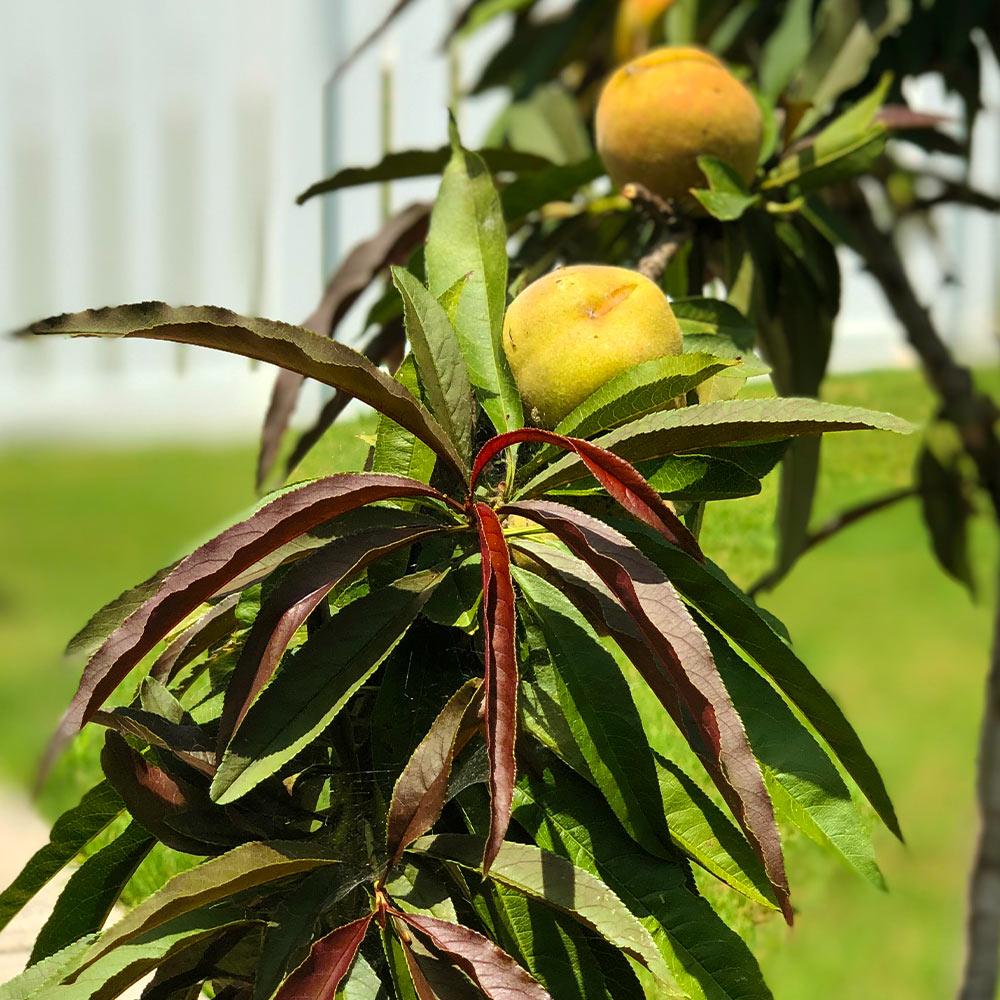 Bonfire Patio Peach Tree - Image 6