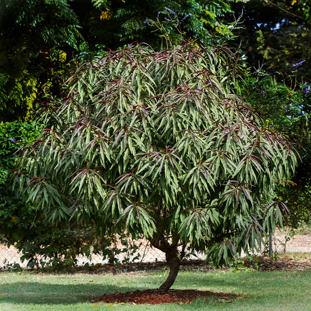 Bonfire Patio Peach Tree - Image 7
