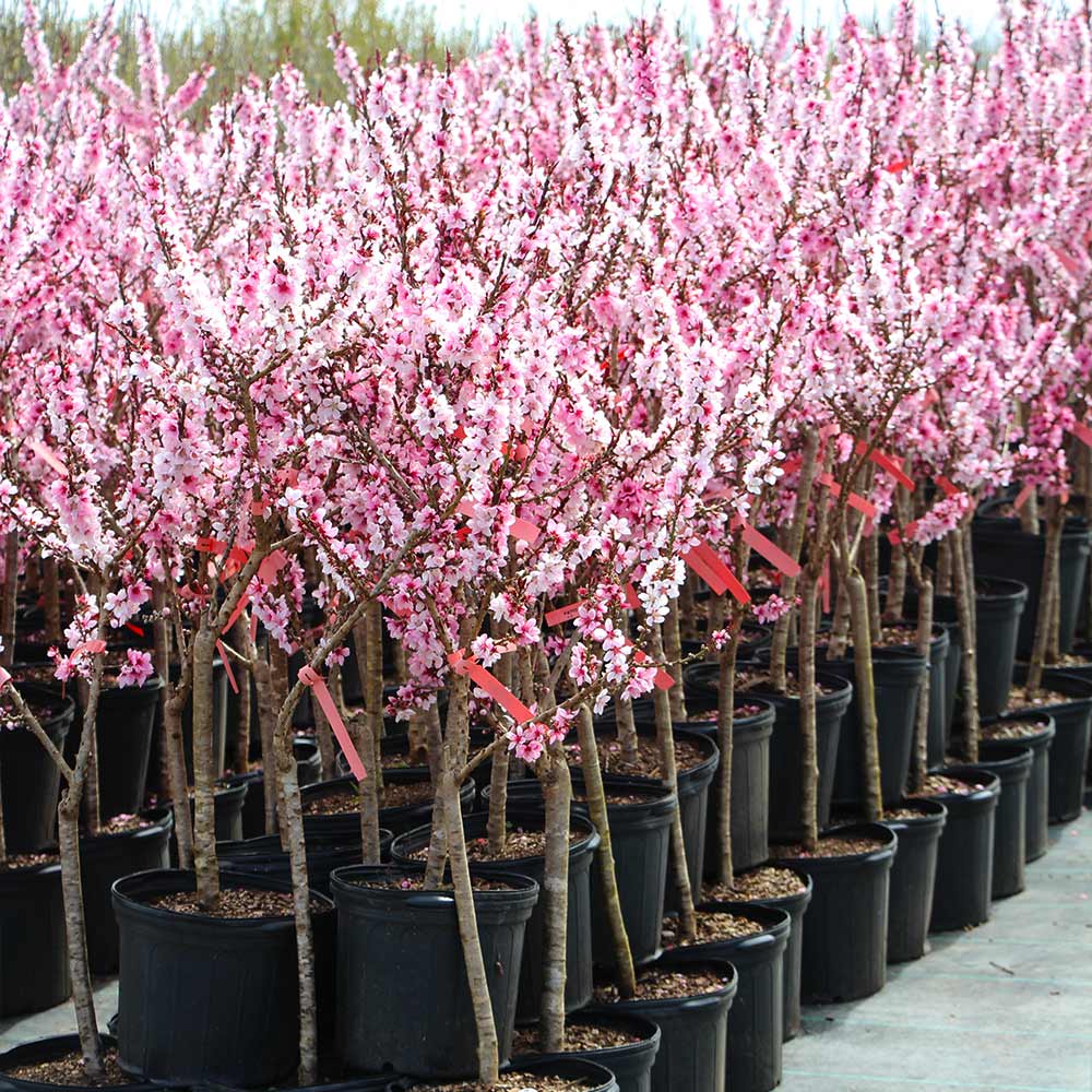 Bonfire Patio Peach Tree - Image 8