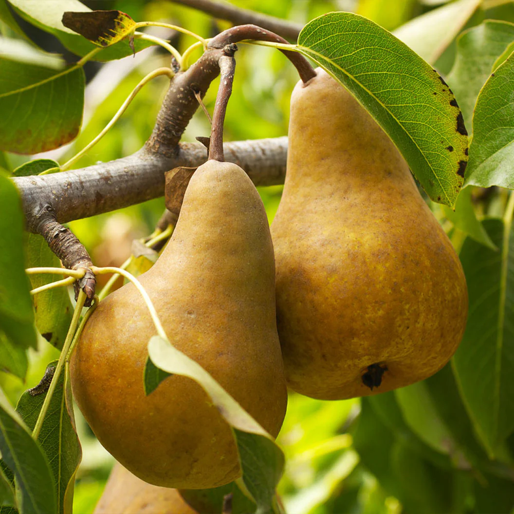 Bosc Pear Tree - Image 2