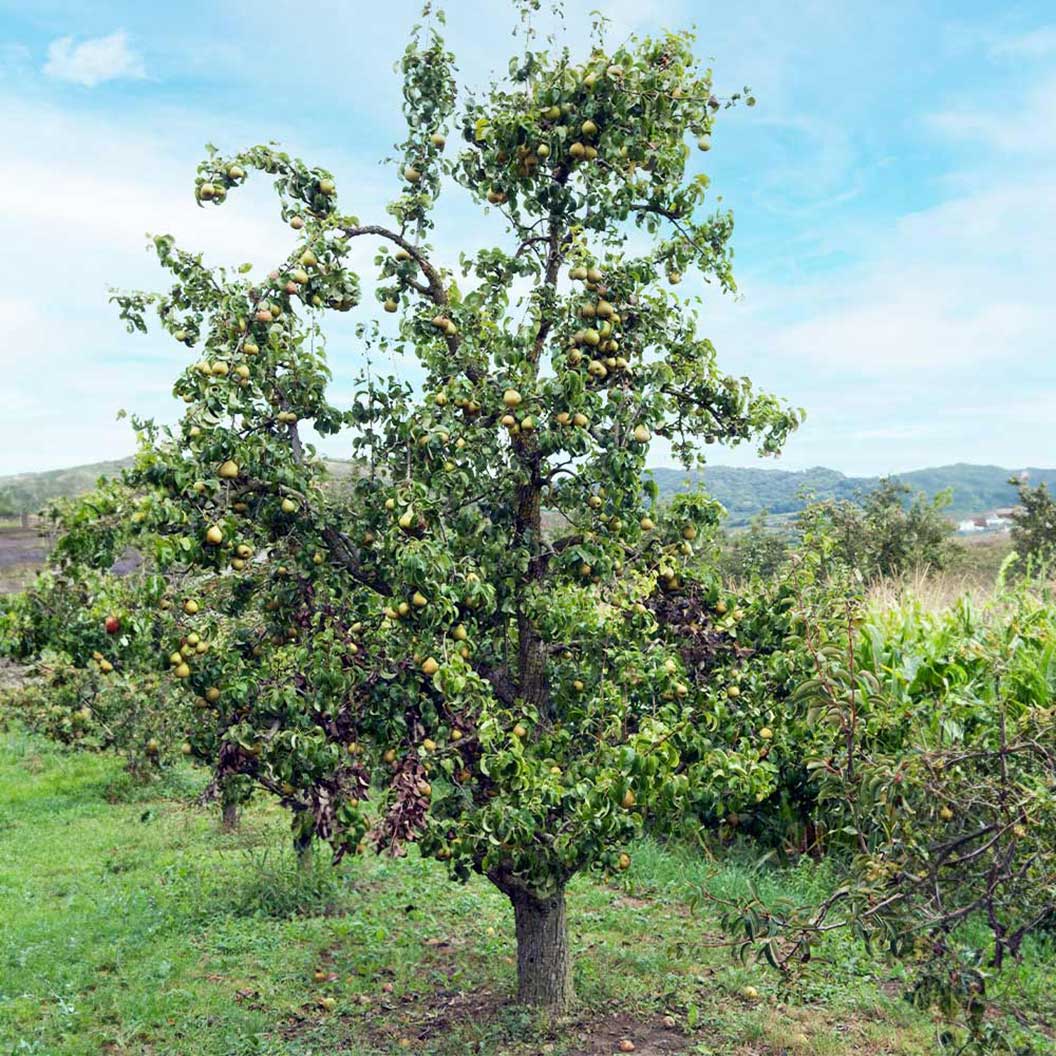 Bosc Pear Tree - Image 3