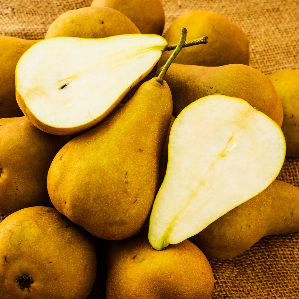 Bosc Pear Tree - Image 4