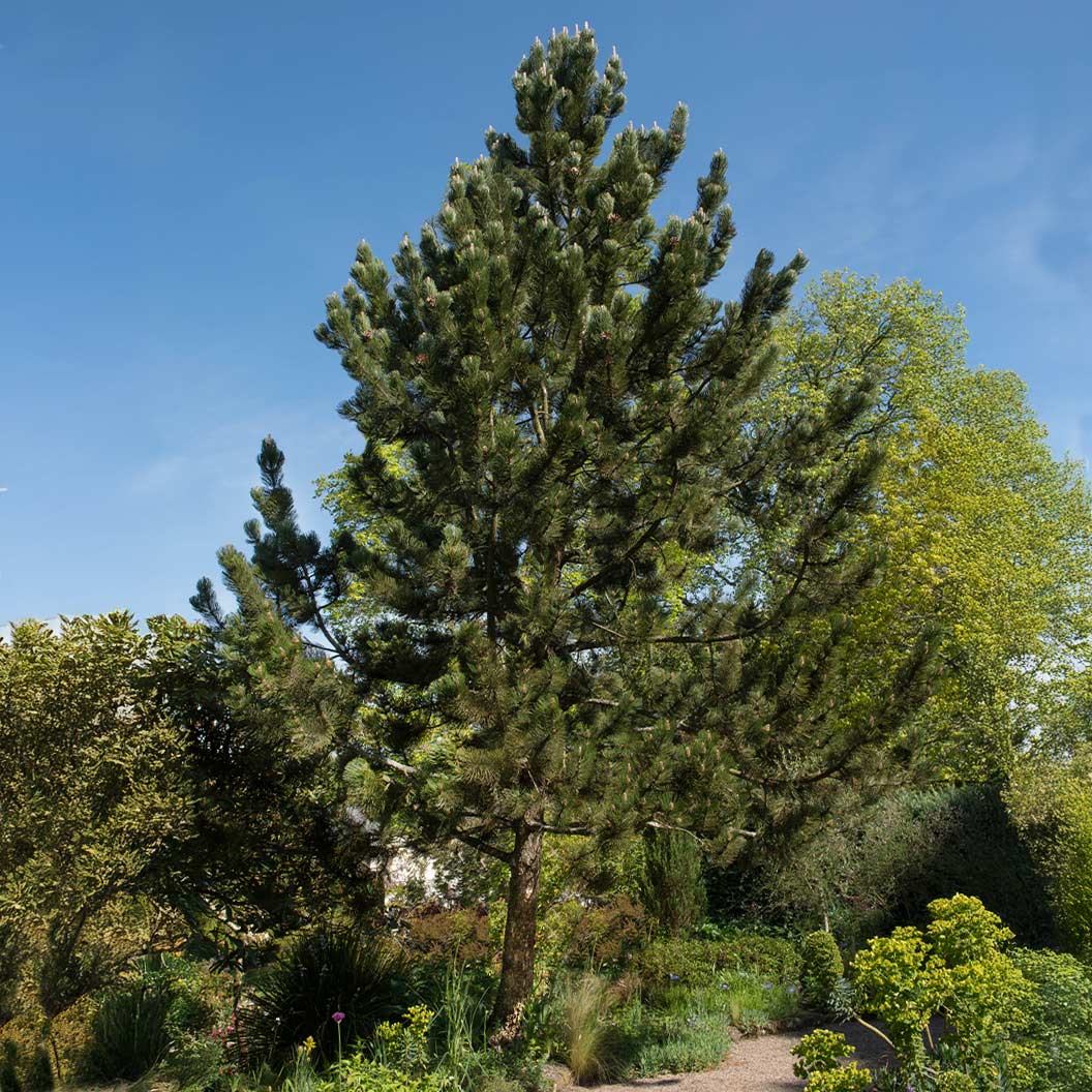 Bosnian Pine Tree - Image 2