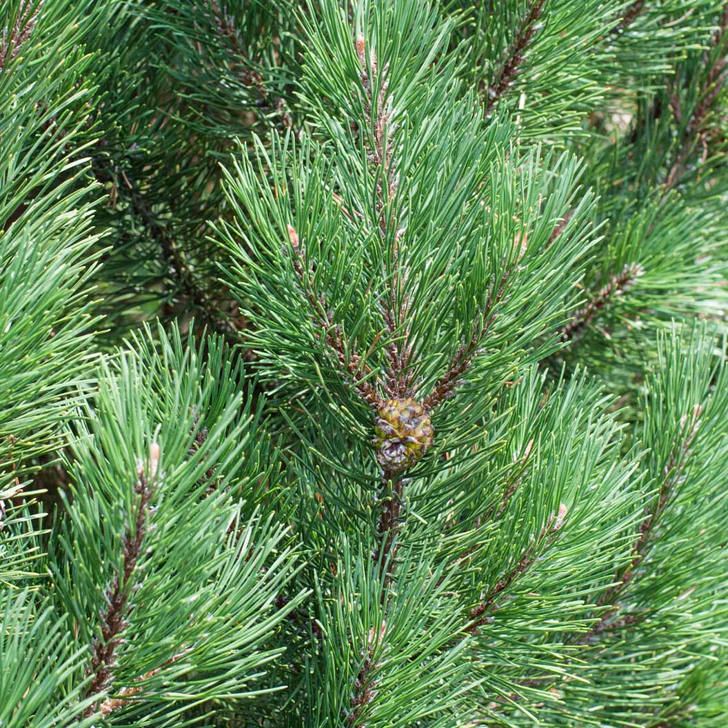 Bosnian Pine Tree - Image 3