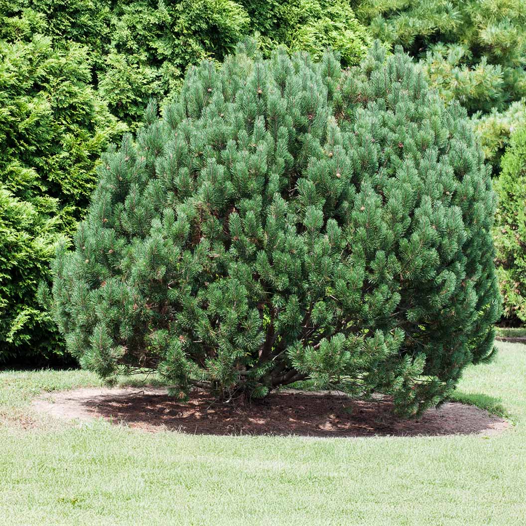 Bosnian Pine Tree - Image 4