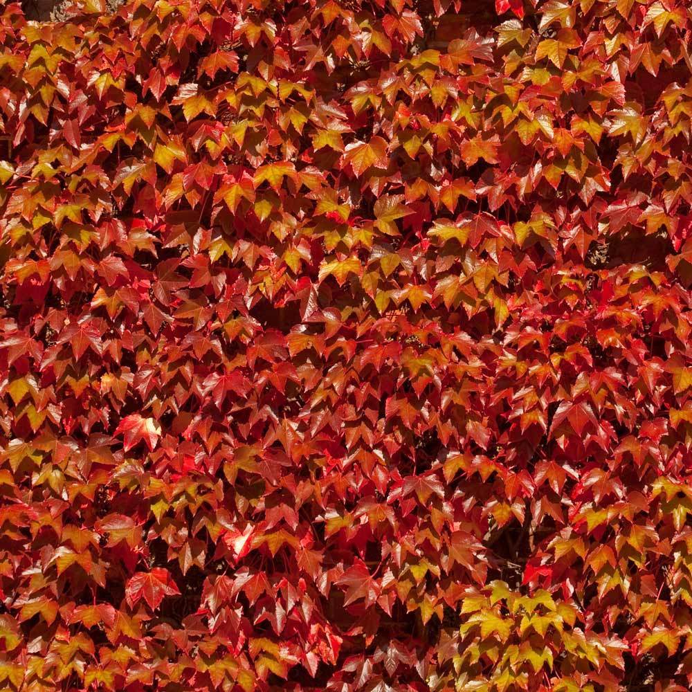Boston Ivy Vine - Image 3