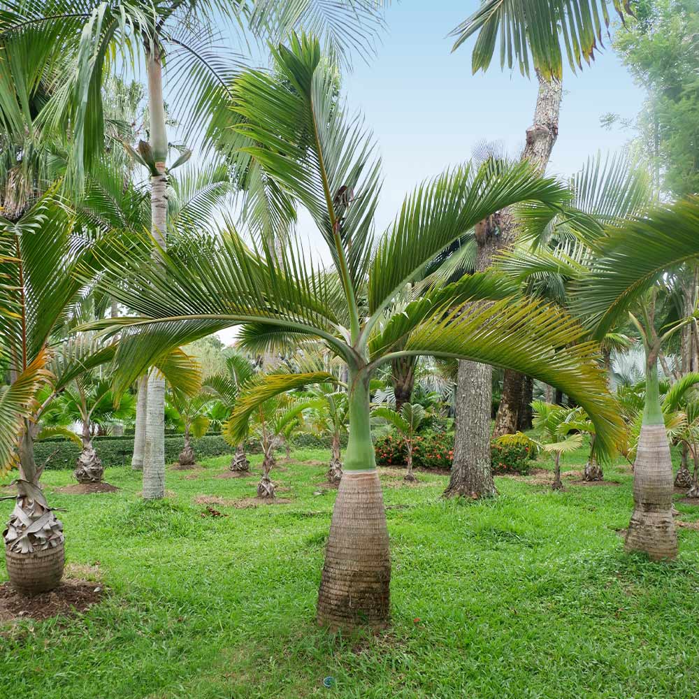 Bottle Palm Tree - Image 3